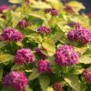 Spiraea japonica 'Double Play Gold' - Japán Gyöngyvessző