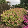 Spiraea japonica 'Double Play Gold' - Japán Gyöngyvessző