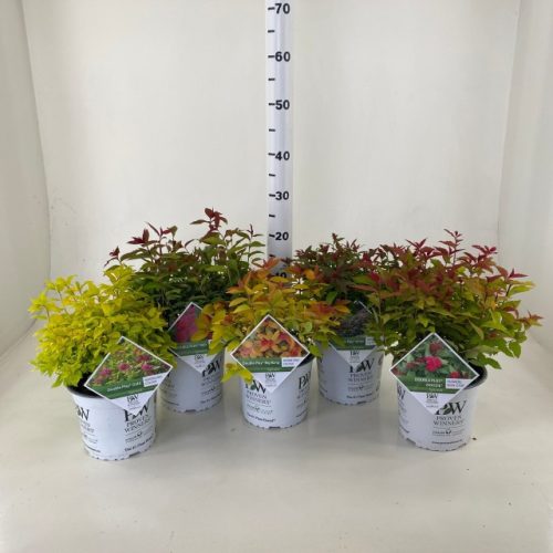 Spiraea Double Play Mix - japán gyöngyvessző