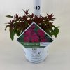 Spiraea japonica 'Double Play Red' - Japán Gyöngyvessző