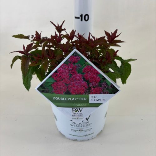 Spiraea japonica 'Double Play Red' - Japán Gyöngyvessző