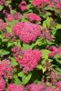 Spiraea japonica 'Double Play Red' - Japán Gyöngyvessző