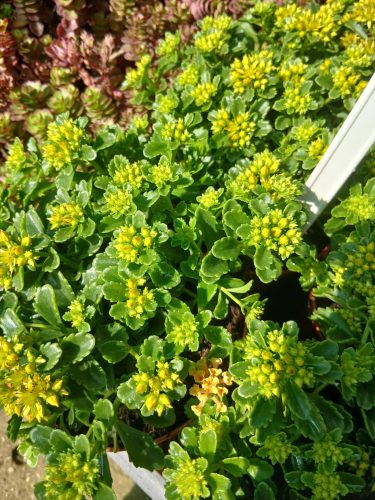 Sedum kamschaticum 'Little Miss Sunshine' - kamcsatkai varjúháj