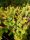 Sedum reflexum 'Angelina' – Kövi varjúháj
