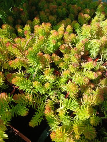 Sedum reflexum 'Angelina' – Kövi varjúháj