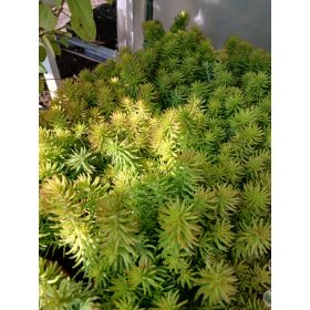   Sedum reflexum 'Prima Angelina' – Kövi varjúháj