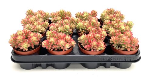 Sedum rubrotinctum 'Rosea'  - Varjúháj