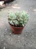 Sedum rubrotinctum 'Rosea'  - Varjúháj