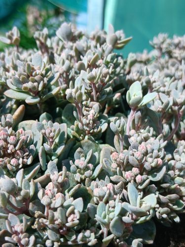 Sedum Sunsparkler 'Cosmic Comet' - varjúháj