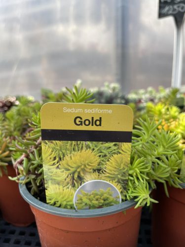Sedum sediforme 'Gold' – Termetes varjúháj