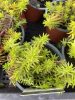 Sedum sediforme 'Gold' – Termetes varjúháj