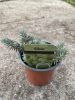 Sedum sediforme 'Silver' – Termetes varjúháj