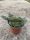 Sedum sediforme 'Silver' – Termetes varjúháj