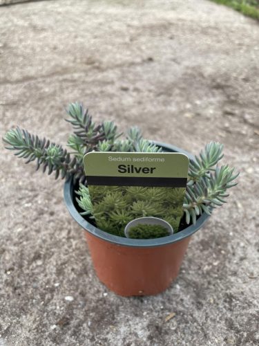 Sedum sediforme 'Silver' – Termetes varjúháj