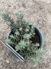 Sedum sediforme 'Silver' – Termetes varjúháj