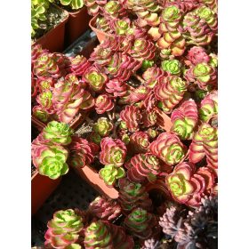   Sedum spurium 'Ruby Mantle' - kaukázusi varjúháj