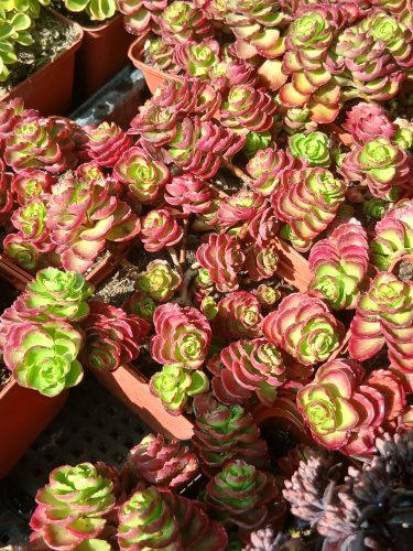 Sedum spurium 'Ruby Mantle' - kaukázusi varjúháj
