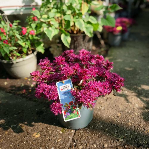 Sedum spurium 'Spot on Pink' - kaukázusi varjúháj