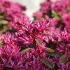 Sedum spurium 'Spot on Pink' - kaukázusi varjúháj