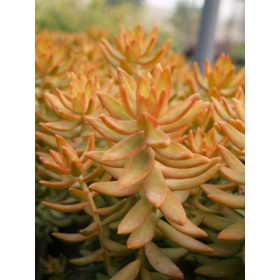 Sedum russbaumerianum - rezes varjúháj