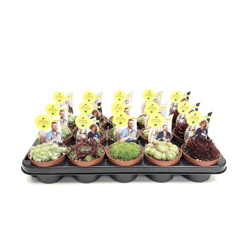 Sempervivum - Kövirózsa