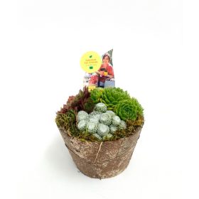 Sempervivum 'Autumn pot' - Kövirózsa