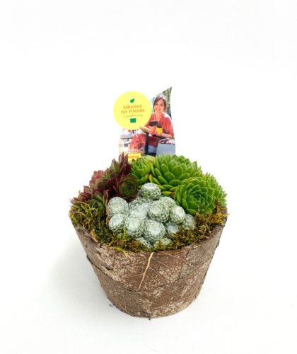 Sempervivum 'Autumn pot' - Kövirózsa