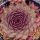 Sempervivum 'Copper Canyon' - Kövirózsa