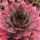 Sempervivum 'Emerald explosion' - Kövirózsa