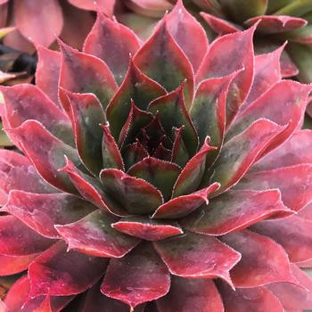 Sempervivum 'Emerald explosion' - Kövirózsa