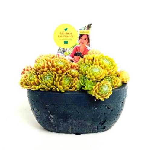 Sempervivum 'Fabulous Black Lemon Flare' - Kövirózsa