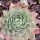 Sempervivum 'Giant Glacier Bleu' - Kövirózsa