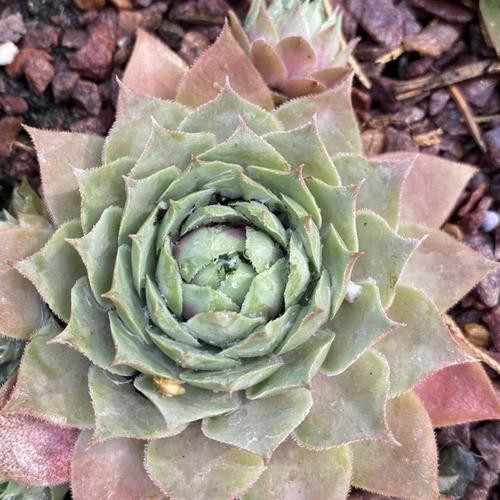 Sempervivum 'Giant Glacier Bleu' - Kövirózsa