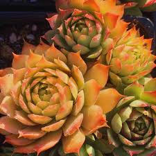Sempervivum 'Gold mine' - Kövirózsa