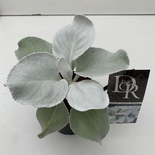 Senecio 'Angel Wings' - Aggófű