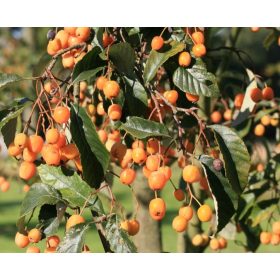 Sorbus folgneri 'Lemon Drop' - Madárberkenye