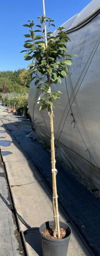 Sorbus folgneri 'Lemon Drop' - Madárberkenye