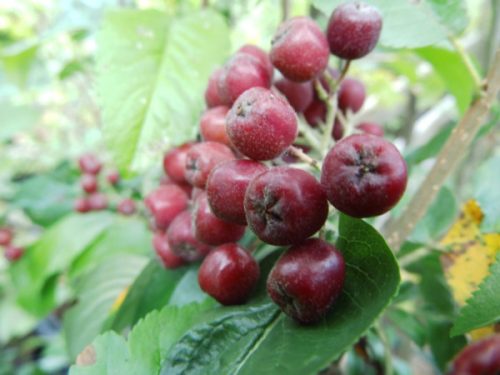  Sorbaronia Fallax 'Mitjurinskaja Desertnaja' - Berkenye
