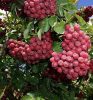 Sorbus x syn.:Crataegosorbus 'Granatnaja' – Berkenye