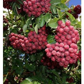   Sorbus x syn.:Crataegosorbus 'Granatnaja' – Berkenye