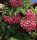 Sorbus x (syn.:Crataegosorbus 'Granatnaja' – Berkenye