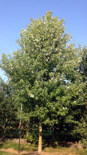 Sorbus x syn.:Crataegosorbus 'Granatnaja' – Berkenye