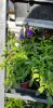 Salvia greggii - Őszi zsálya