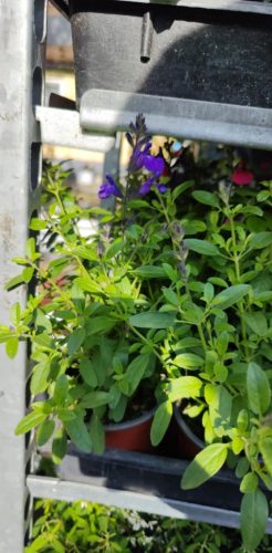 Salvia greggii - Őszi zsálya