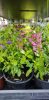 Salvia greggii - Őszi zsálya