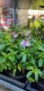 Salvia greggii - Őszi zsálya