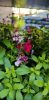 Salvia greggii - Őszi zsálya
