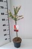 Salix integra 'Flamingo' - Tarka levelű japánfűz (törzses)