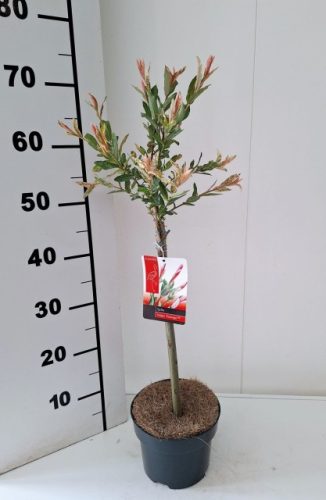 Salix integra 'Flamingo' - Tarka levelű japánfűz (törzses)