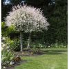 Salix integra 'Flamingo' - Tarka levelű japánfűz (törzses)